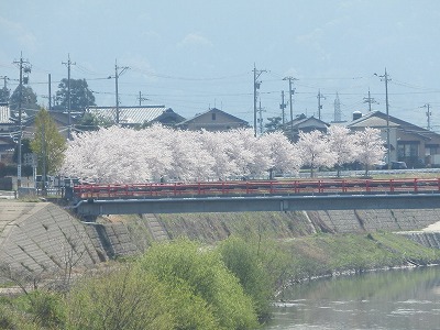 おおぞら近くの桜　2015年4月４