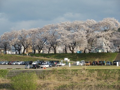 福井市の桜　2015年4月４