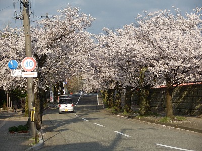 福井市の桜　2015年4月