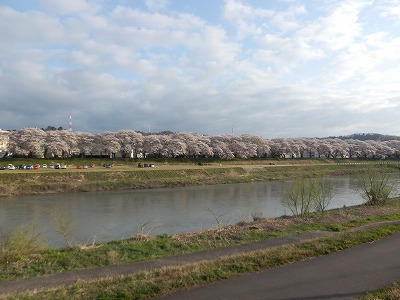 福井市の桜　2015年4月３