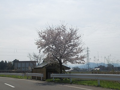 おおぞら近くの桜　2015年4月