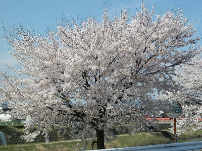 おおぞら近くの桜　2015年4月８