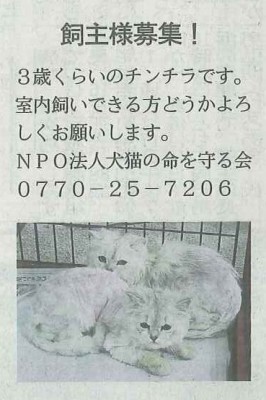 敦賀市のＮＰＯ法人 犬猫の命を守る会さん里親募集　２０１５年５月１７日