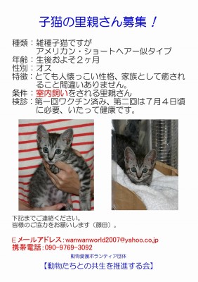 動物たちとの共生を推進する会さん　里親募集の子猫里親探しポスターH27.6.17