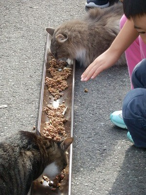 御誕生寺 2015.9 猫寺16