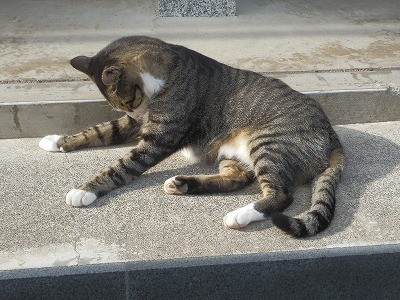 御誕生寺 2015.9 猫寺8