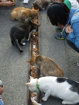 御誕生寺 2015.9 猫寺14