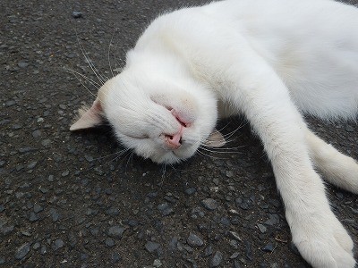 御誕生寺 2015.9 猫寺 2