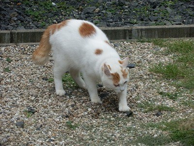 御誕生寺 2015.9 猫寺7