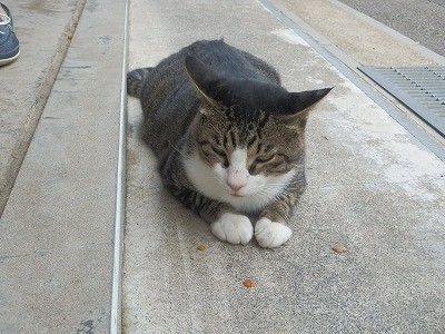 御誕生寺 2015.9 猫寺3