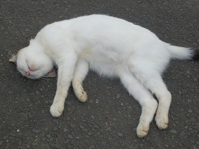 御誕生寺 2015.9 猫寺