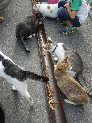 御誕生寺 2015.9 猫寺17