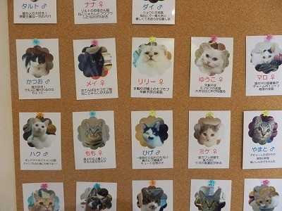猫カフェ　福ねこさん2016年1月-2