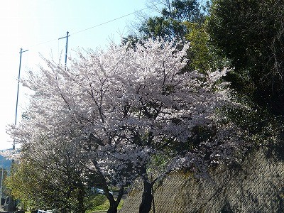 おおぞら近くの桜並木2016-4-2