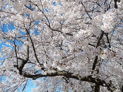 おおぞら近くの桜並木2016-4-12