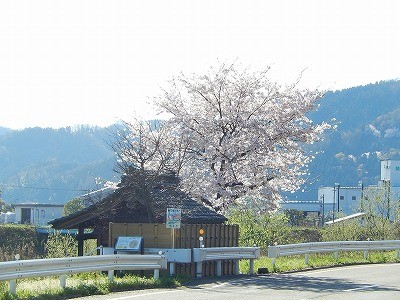 おおぞら近くの桜並木2016-4