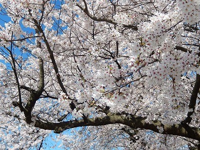 おおぞら近くの桜並木2016-4-13