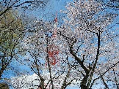 足羽山からのの桜並木2016-4
