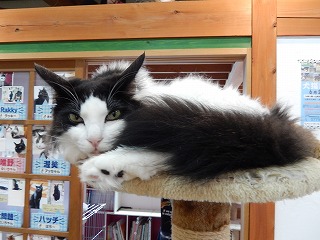 2016.7.18猫カフェcat village見学会29