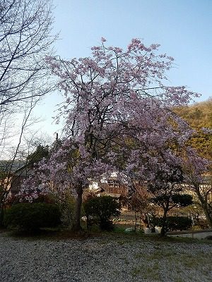 2017.4 禅林寺さん桜