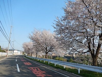 2017.4.14 おおぞら近くの桜8