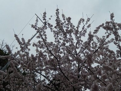2017.4.10 おおぞら近くの桜７