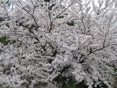 2017.4.10 おおぞら近くの桜５