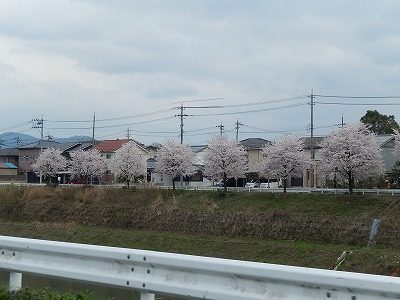 2017.4.10 おおぞら近くの桜１４