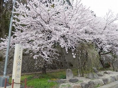 2017.4.10 おおぞら近くの桜３