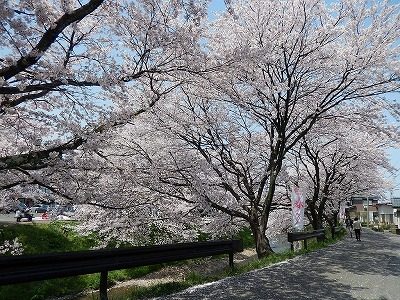 2017.4 吉野瀬川の桜2