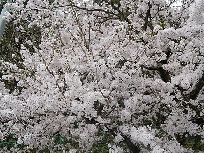 2017.4.10 おおぞら近くの桜６