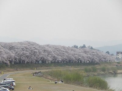 2018.4.2 足羽川の桜