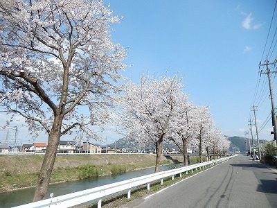 2018.4.3 おおぞら近くの桜