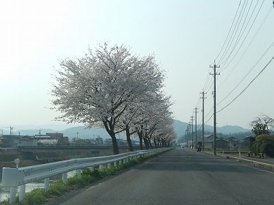 2018.4.3 おおぞら近くの桜6